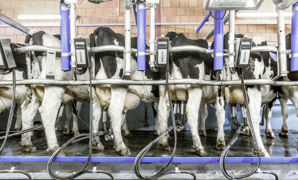 Delaval a lancé sa première salle de traite rotative en 1930. Le Rotolactor a été installé dans le New Jersey aux États-Unis. Delaval a lancé sa première salle de traite rotative en 1930. Le Rotolactor a été installé dans le New Jersey aux États-Unis.