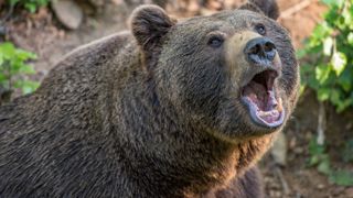 Dans son rapport de suivi annuel, le Réseau Ours Brun (ROB) dénombre 331 attaques de l’ours sur les troupeaux d’animaux domestiques en 2022. Dans son rapport de suivi annuel, le Réseau Ours Brun (ROB) dénombre 331 attaques de l’ours sur les troupeaux d’animaux domestiques en 2022.