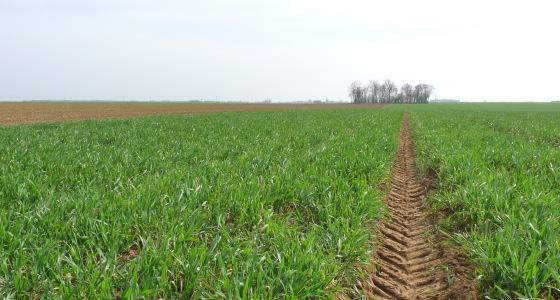 Fertilisation des champs.