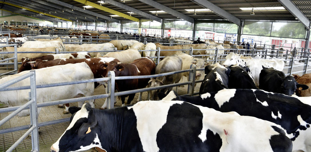 Les indemnisations pour les abattages « diagnostics » dans le cadre de la tuberculose bovine sont revalorisées.