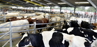 Les indemnisations pour les abattages « diagnostics » dans le cadre de la tuberculose bovine sont revalorisées. Les indemnisations pour les abattages « diagnostics » dans le cadre de la tuberculose bovine sont revalorisées.