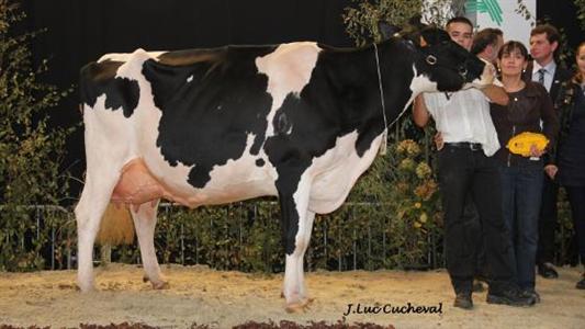Bakara Prim'holstein