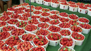 Parmi les fruits et légumes concernés par le projet de décret de la France, figurent ceux qui présentent un risque de détérioration lors de leur vente en vrac, comme les fraises. Parmi les fruits et légumes concernés par le projet de décret de la France, figurent ceux qui présentent un risque de détérioration lors de leur vente en vrac, comme les fraises.