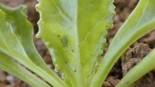 Selon l'ITB, les vols de pucerons verts devraient intervenir vers le 2-3 mai 2023, soit plus tôt qu'en 2022 mais beaucoup plus tard qu'en 2020, année à  forte pression jaunisse.