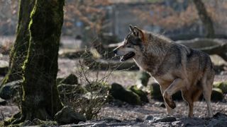 Le prochain plan national d’action loup et activités d’élevage doit prendre la suite de l'actuel plan à partir de 2024. Le prochain plan national d’action loup et activités d’élevage doit prendre la suite de l'actuel plan à partir de 2024.