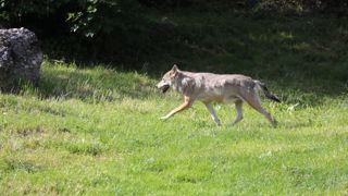 Avec l'échec de la tentative de référendum, les tirs préventifs sur les loups sont légaux en Suisse. Avec l'échec de la tentative de référendum, les tirs préventifs sur les loups sont légaux en Suisse.