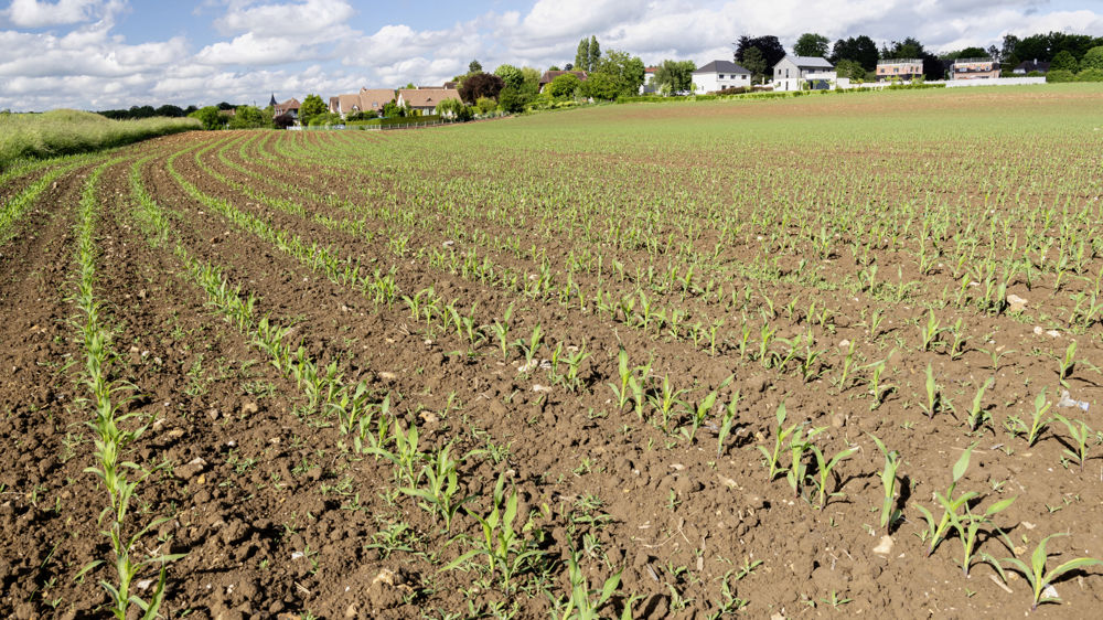 Arvalis a également réalisé depuis 2019 des essais pour mesurer l'intérêt de biostimulants appliqués en traitements de semences du maïs, sans mettre en évidence d'effet significatif sur le rendement.