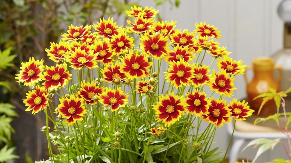 Coreopsis grandiflora SOLAR JEWEL, MVNC1902.