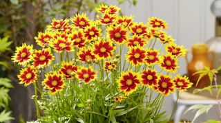 Coreopsis grandiflora SOLAR JEWEL, MVNC1902. Coreopsis grandiflora SOLAR JEWEL, MVNC1902.