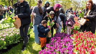 A Saint-Denis (93), plus de 2 200 personnes ont pu composer leur propre bouquet champêtre de tulipes. A Saint-Denis (93), plus de 2 200 personnes ont pu composer leur propre bouquet champêtre de tulipes.