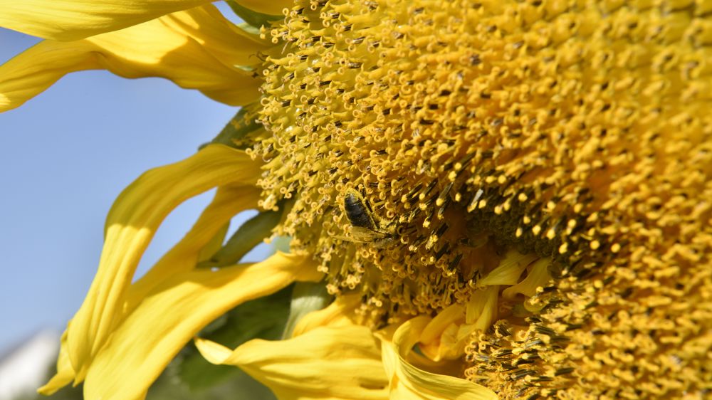 Les surfaces en multiplication de semences oléagineuses devraient atteindre 33 000 hectares en 2023, selon l'Anamso.