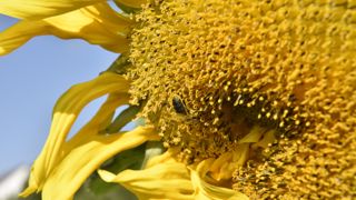 Les surfaces en multiplication de semences oléagineuses devraient atteindre 33 000 hectares en 2023, selon l'Anamso. Les surfaces en multiplication de semences oléagineuses devraient atteindre 33 000 hectares en 2023, selon l'Anamso.