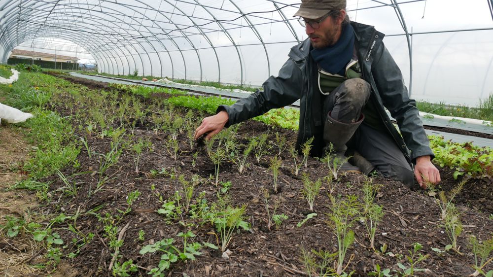 Hugo Merienne, accompagné par l’Essor maraîcher, a fait un BPREA maraîchage bio dans la commune de Brens.