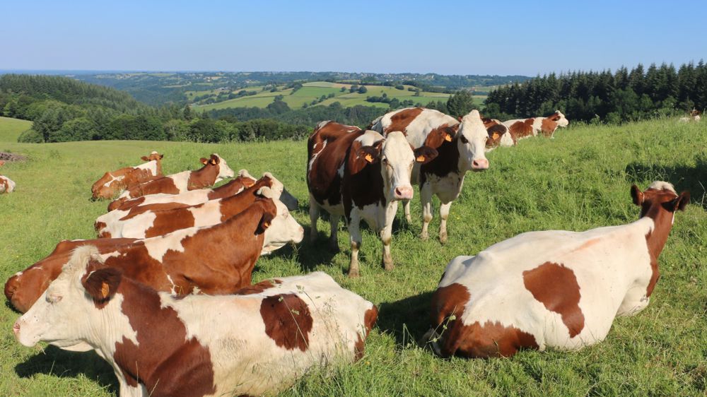 L’augmentation du prix du lait compense la hausse des charges en 2021-2022.