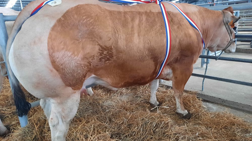 Les femelles présentées pendant les concours sont préparées avec soin depuis parfois plus d’un an.