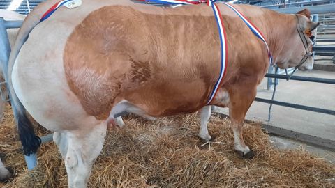 Les femelles présentées pendant les concours sont préparées avec soin depuis parfois plus d’un an.