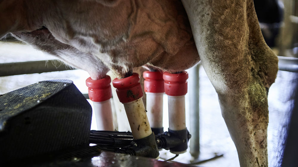 Gérard You estime que les ardeurs de croissance de nombreux producteurs devraient vite être freinées.