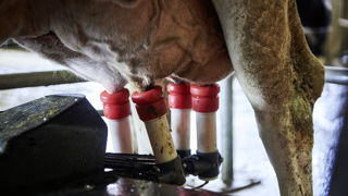 Gérard You estime que les ardeurs de croissance de nombreux producteurs devraient vite être freinées. Gérard You estime que les ardeurs de croissance de nombreux producteurs devraient vite être freinées.