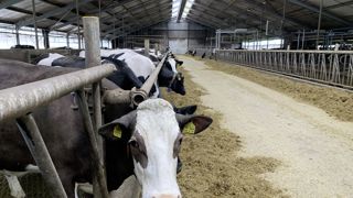 Ammoniac. L’élevage néerlandais est responsable de 80% des émissions d’ammoniac néerlandaises. Les élevages laitiers sont surtout concernés. Ammoniac. L’élevage néerlandais est responsable de 80% des émissions d’ammoniac néerlandaises. Les élevages laitiers sont surtout concernés.