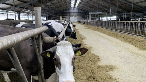 Ammoniac. L’élevage néerlandais est responsable de 80% des émissions d’ammoniac néerlandaises. Les élevages laitiers sont surtout concernés.