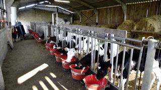 À Rouperroux-le-Coquet, dans la Sarthe, Cédric Landrein élève plus de 150 génisses laitières avec son salarié, en plus de 5 ses poulaillers de Loué