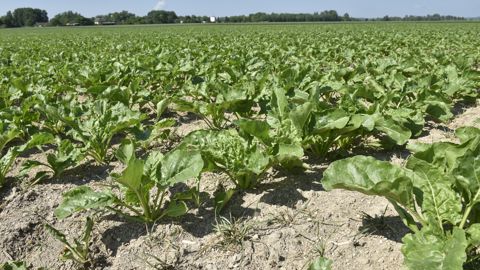 Les députés pointent la filière de la betterave dont la compétitivité est mise à mal par l'interdiction d'utilisation des néonicotinoïdes.