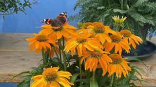 Echinacea Guatemala TM Gold Echinacea Guatemala TM Gold