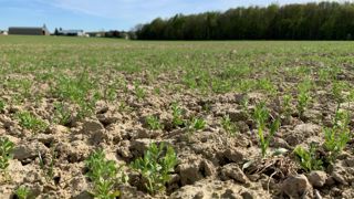La gestion de la récolte de lentille est une autre thématique travaillée dans le cadre de W-Solent. Des essais de fauchage-andainage sont prévus en 2023. La gestion de la récolte de lentille est une autre thématique travaillée dans le cadre de W-Solent. Des essais de fauchage-andainage sont prévus en 2023.
