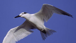 Trois cas de grippe aviaire hautement pathogène ont été détectés sur des sternes de Cabot au Brésil. Trois cas de grippe aviaire hautement pathogène ont été détectés sur des sternes de Cabot au Brésil.