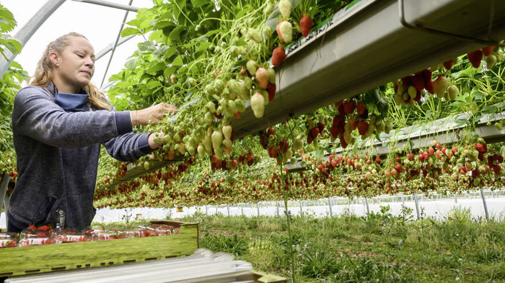 Le gouvernement anglais entend prêter main-forte à ses agriculteurs qui souffrent d'un manque de main-d'œuvre.
