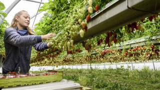 Le gouvernement anglais entend prêter main-forte à ses agriculteurs qui souffrent d'un manque de main-d'œuvre. Le gouvernement anglais entend prêter main-forte à ses agriculteurs qui souffrent d'un manque de main-d'œuvre.