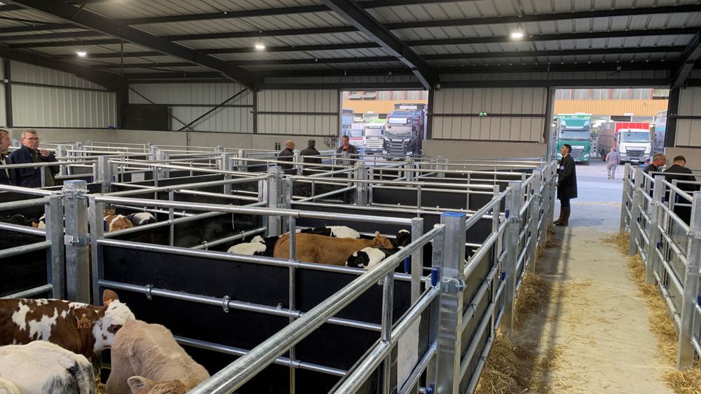 Ce mercredi 24 mai 2023, plus de 200 veaux ont été commercialisés sous le bâtiment flambant neuf du foirail de Châteaubriant (Loire-Atlantique).