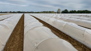 Un film horticole produit en économie circulaire Un film horticole produit en économie circulaire
