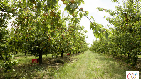 En France, la récolte d'abricots a démarré la semaine dernière dans les zones les plus précoces. En France, la récolte d'abricots a démarré la semaine dernière dans les zones les plus précoces.