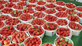 En 2023, la production de fraise s'annonce stable en France. En 2023, la production de fraise s'annonce stable en France.
