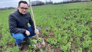 Romuald Gros dans un blé semé dans la féverole. Elle a été implantée en novembre 2022, un peu trop tardivement, ce qui a pénalisé sa croissance. Romuald Gros dans un blé semé dans la féverole. Elle a été implantée en novembre 2022, un peu trop tardivement, ce qui a pénalisé sa croissance.