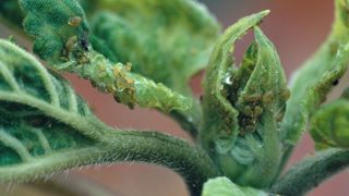 La pression en pucerons a été forte sur tournesol en 2022. La pression en pucerons a été forte sur tournesol en 2022.