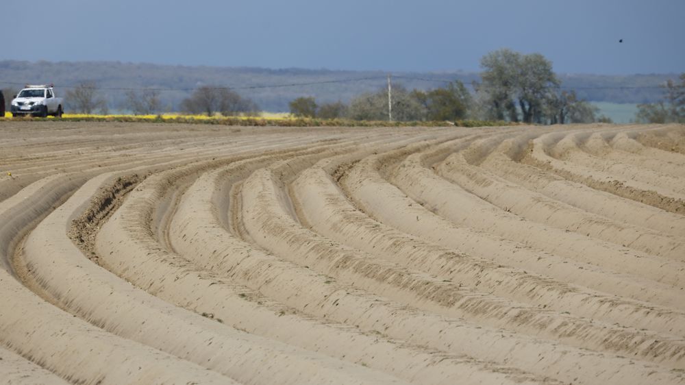 Les plantations de pomme de terre pour l'industrie pour la campagne de 2023-2024 se sont terminées avec deux semaines de retard à cause de la pluie de ces dernières semaines, indique le GIPT.