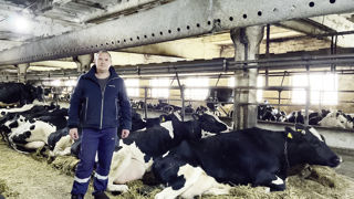 Yuriy Mudryk, le gérant de la ferme « Kolos » dans la stabulation, avec ses vaches, toutes à l’attache.