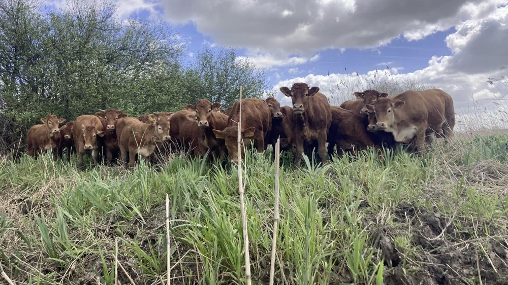 Quarante-six génisses de l'éleveur Nicolas Fauré-Roux pâturent désormais l'herbe humide de l'îlot de Macau, dans l'estuaire de la Gironde.
