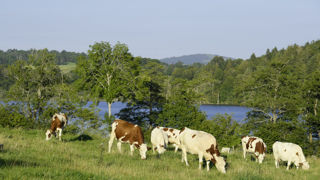 La Cour des comptes estime que le Plan stratégique nationale (PSN) de la Pac retient "des indicateurs non pertinents" pour suivre l'impact des aides sur le climat, notamment en écartant l'indicateur taille du cheptel bovin.