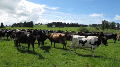 Dans l’île du Nord de la Nouvelle-Zélande, le climat subtropical autorise une alimentation 100% à l’herbe sans bâtiments, bien loin de nos conditions qui correspondent davantage à l’île du Sud, c’est-à-dire avec une phase d’hivernage dans des bâtiments pensés à l’économie. Dans l’île du Nord de la Nouvelle-Zélande, le climat subtropical autorise une alimentation 100% à l’herbe sans bâtiments, bien loin de nos conditions qui correspondent davantage à l’île du Sud, c’est-à-dire avec une phase d’hivernage dans des bâtiments pensés à l’économie.