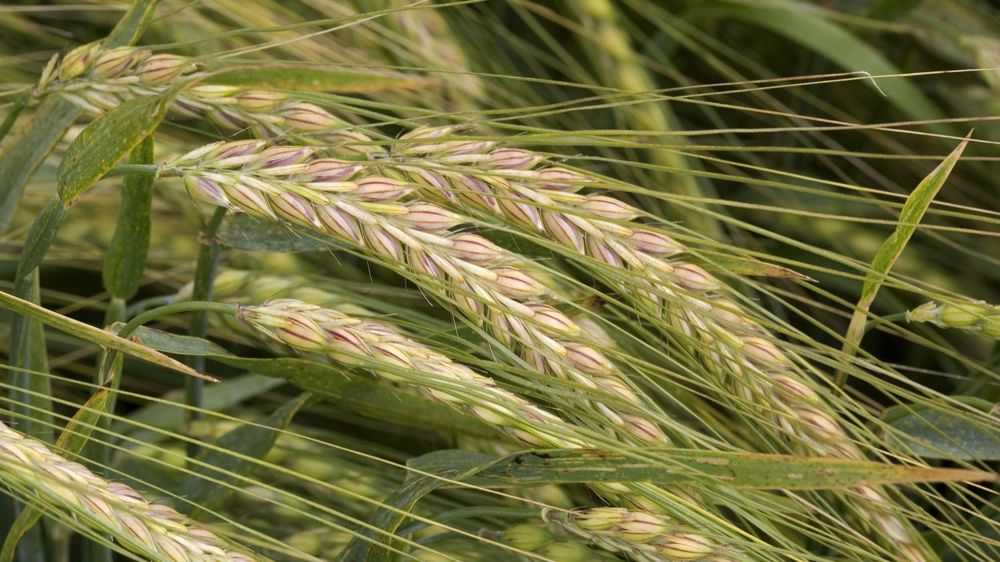 À la fin de mai 2023, 44 000 visites avaient été enregistrées sur la plateforme de traçabilité de la filière des « orges brassicoles responsables », portée par In Vivo et Kronenbourg. Elle permet d'obtenir des informations sur le cahier des charges, ou encore la zone de production.