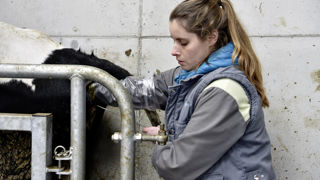 Les jeunes taureaux ont détrôné les confirmés et sont placés en priorité sur les meilleures vaches, en vue de maximiser le progrès génétique. Les jeunes taureaux ont détrôné les confirmés et sont placés en priorité sur les meilleures vaches, en vue de maximiser le progrès génétique.