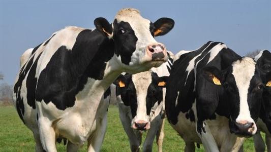 Prim'holstein 