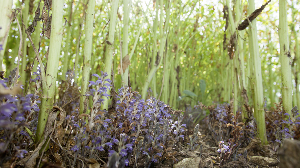 Retrouvez les variétés de colza à bon comportement vis-à-vis de l'orobranche rameuse sur le site de Terres Inovia.