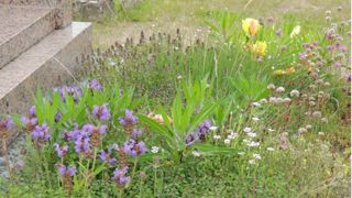 Mélange de vivaces pour couvre-sol, de marque Bertrand.