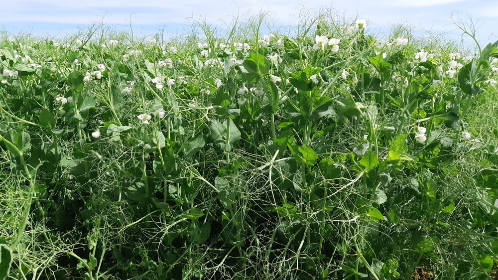 L'Inrae a montré que la fixation symbiotique est un facteur limitant lors de déficit hydrique.
