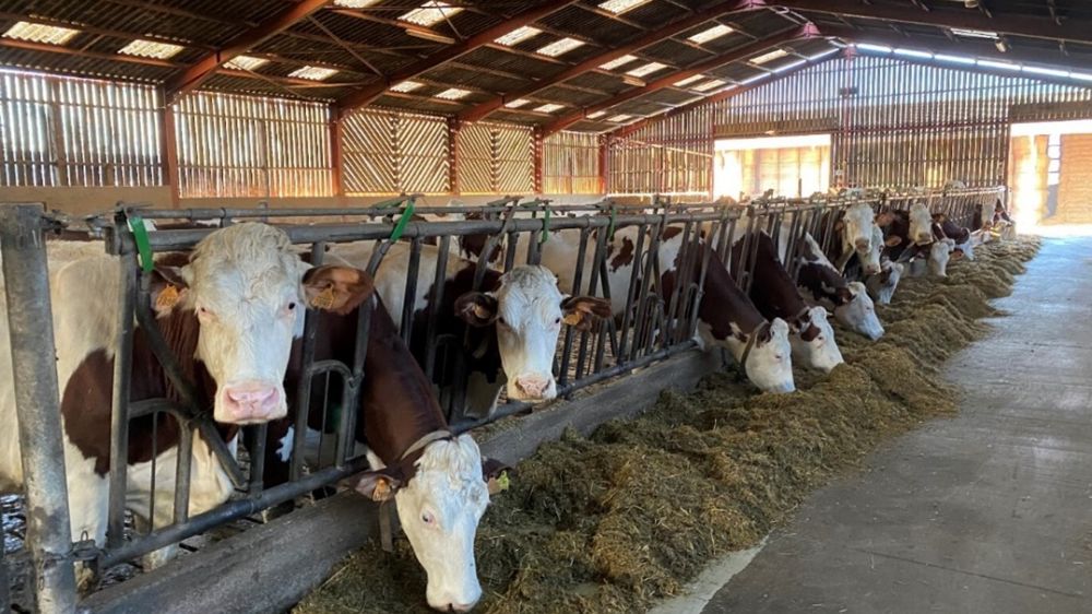 La production des vaches nourries avec du soja toasté a bondi, mais les taux ont baissé.