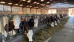 La production des vaches nourries avec du soja toasté a bondi, mais les taux ont baissé.